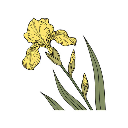 Elegant Yellow Iris Flower in Vibrant Displayのイラスト素材