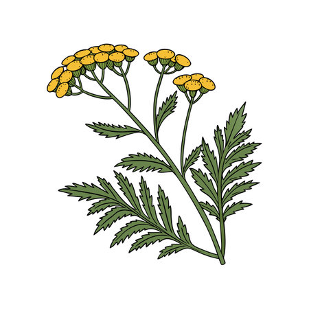 Charming Tansy Flower Artwork for Botanical Projectsのイラスト素材