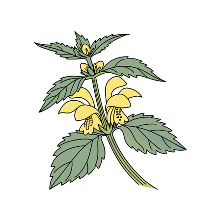 Charming Yellow Archangel Flower Showcasing Vibrancyのイラスト素材