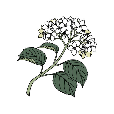 Charming Climbing Hydrangea Flower Artのイラスト素材
