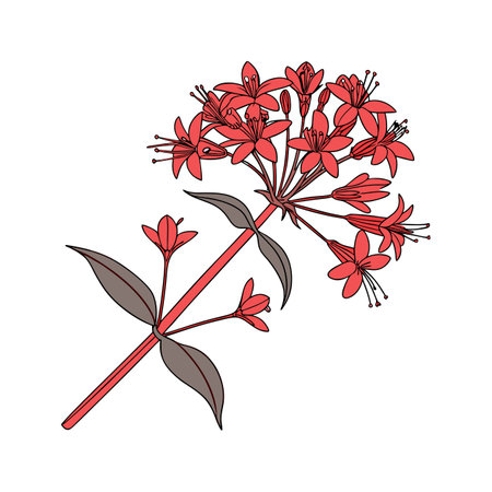 Elegant Red Valerian Flower Design for Unique Displaysのイラスト素材