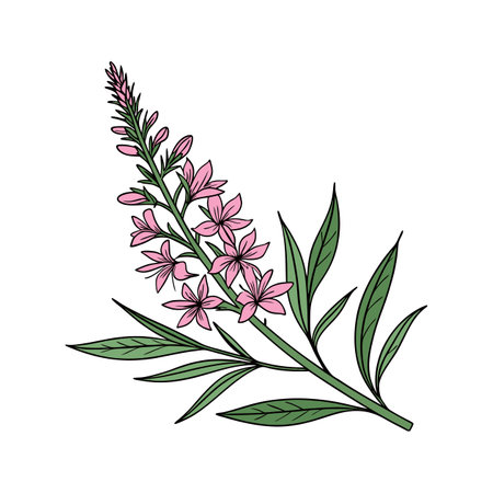 Charming Loosestrife Flower Artwork for Garden Designsのイラスト素材