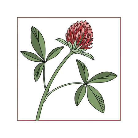 Stunning Red Feather Clover Flower Design for Gardensのイラスト素材