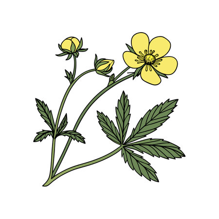 Sulphur Cinquefoil Flower Realistic Illustration for Natureのイラスト素材