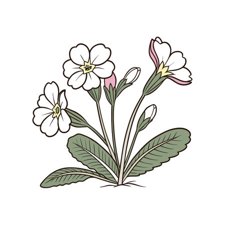 Vibrant Showy Primrose Bright Designのイラスト素材