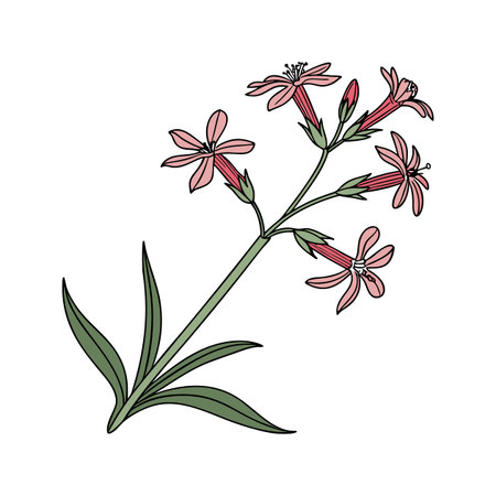 Charming Sticky Catchfly Flower Design for Decorのイラスト素材