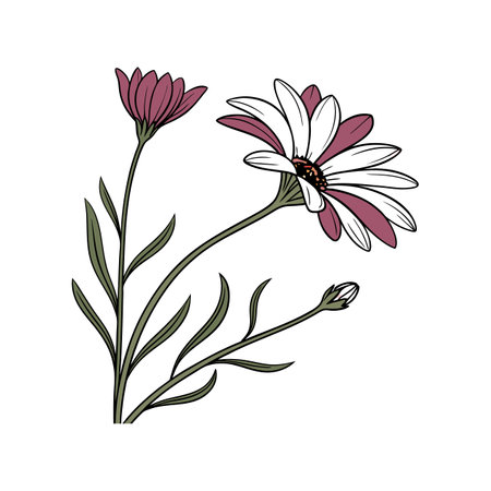 Charming Xeranthemum Flower Showcasing Bright Colorsのイラスト素材