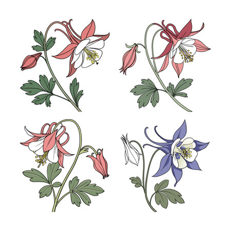 Vibrant Columbine Flower in Full Bloomのイラスト素材