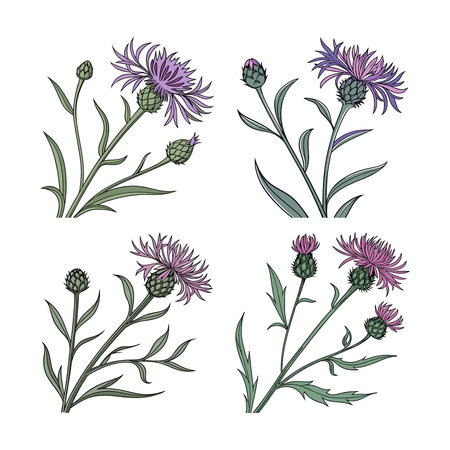 Charming Knapweed Flower Design for Garden Displaysのイラスト素材