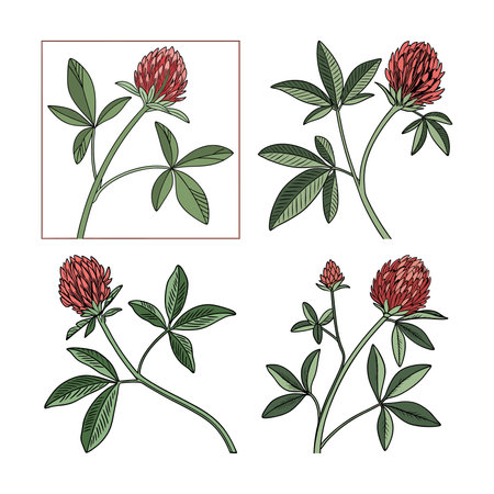 Stunning Red Feather Clover Flower Design for Gardensのイラスト素材