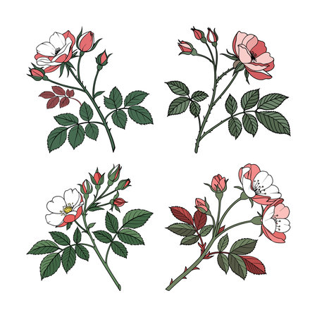 Gorgeous Rambling Rose Flower Artwork for Gardensのイラスト素材
