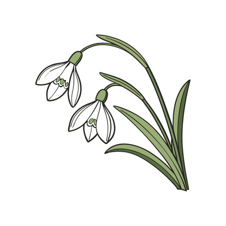 Exquisite Snowdrop Flower Bright Artworkのイラスト素材