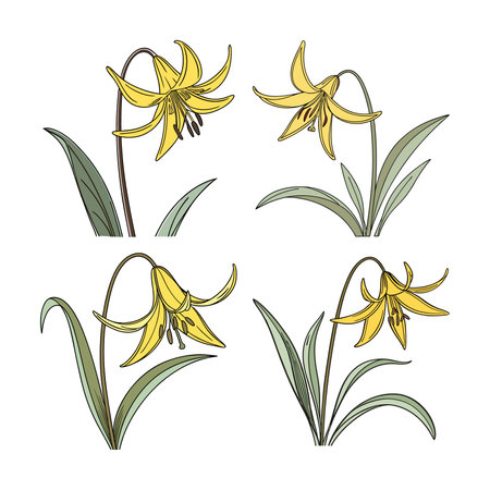 Vibrant Yellow Trout Lily Flower in Natureのイラスト素材