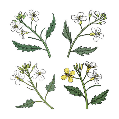 Charming Wild Radish Flower Illustrationのイラスト素材
