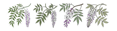 Vivid American Wisteria Artwork in Full Bloomのイラスト素材