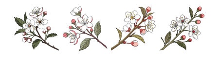 Vibrant Bridal Wreath Flower Art for Celebrationのイラスト素材
