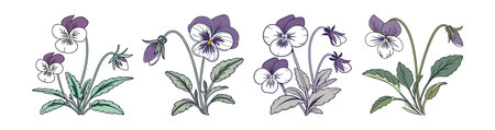 Vibrant Horned Violet Flower Bright Designのイラスト素材