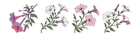 Charming Wild Petunia Flower Illustrationのイラスト素材