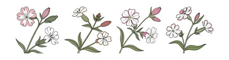 Starry Campion Flower Realistic Design for Natureのイラスト素材