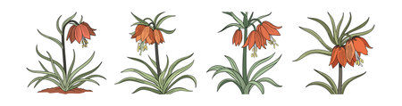 Stunning Crown Imperial Flower Art in Vibrant Colorsのイラスト素材