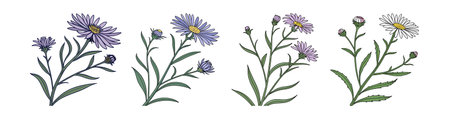 Charming Alpine Aster Flower Art for Garden Loversのイラスト素材