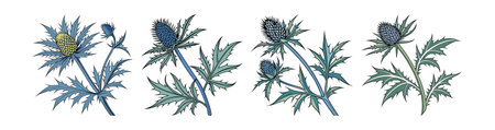 Charming Sea Holly Flower Design for Coastal Arrangementsのイラスト素材