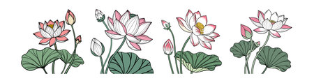 Stunning Sacred Lotus Flower Design for Tranquil Gardensのイラスト素材