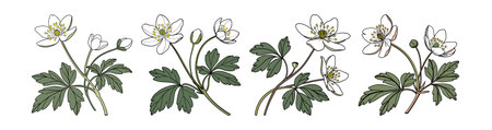 Gorgeous Rue Anemone Flower Design for Gardensのイラスト素材