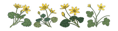 Charming Lesser Celandine Flower Colorful Artworkのイラスト素材