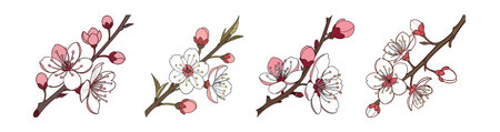 Graceful Tibetan Cherry Blossom Illustrationのイラスト素材