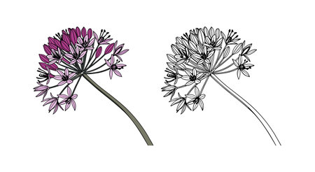 Exquisite Allium Flower Illustration for Floral Designのイラスト素材
