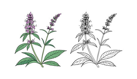 Stunning Anise Hyssop Flower Illustration for Nature Loversのイラスト素材