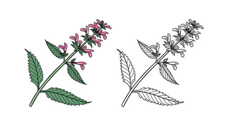 Charming Betony Flower Detailed Illustrationのイラスト素材