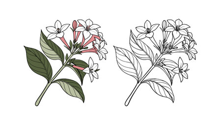 Charming Bouvardia Flower Illustration for Creative Projectsのイラスト素材