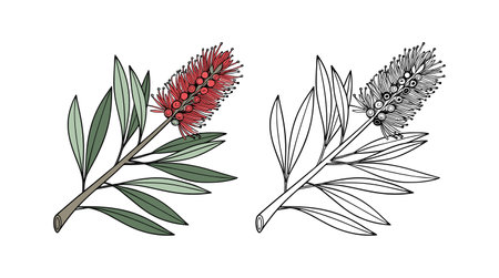 Beautiful Bottlebrush Flower Illustration in Bright Colorsのイラスト素材