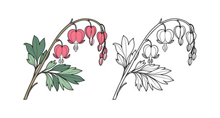 Romantic Bleeding Heart Flower in Bloomのイラスト素材