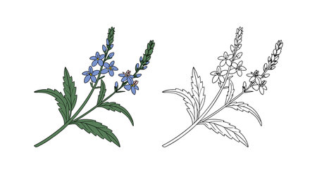 Charming Blue Vervain Flower Representationのイラスト素材