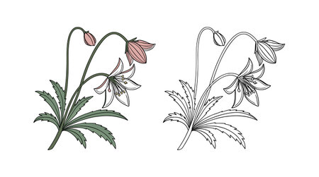 Unique Bishop's Cap Flower Illustrationのイラスト素材