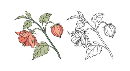 Charming Chinese Lantern Flower Representationのイラスト素材