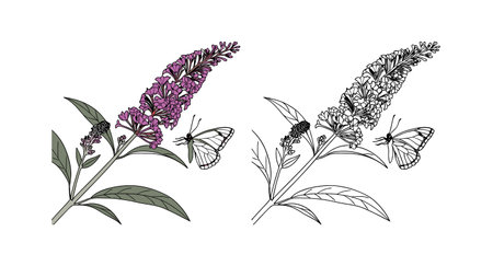 Beautiful Butterfly Bush Floral Realistic Artのイラスト素材