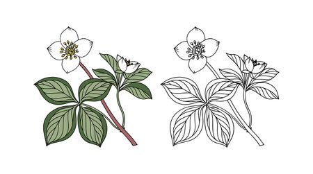 Stunning Bunchberry Flower Artwork for Botanical Illustrationsのイラスト素材