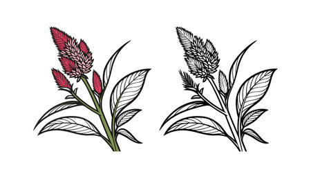 Charming Celosia Flower Realistic Illustrationのイラスト素材