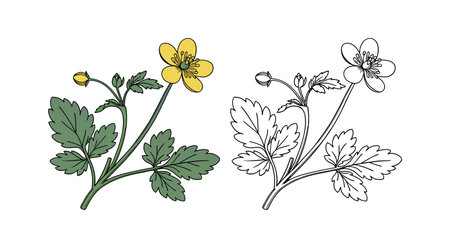 Vivid Celandine Flower Colorful Designのイラスト素材