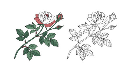 Charming Climbing Rose Flower in Bloomのイラスト素材