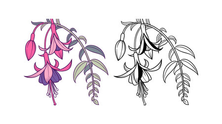 Beautiful Climbing Snapdragon in Natureのイラスト素材