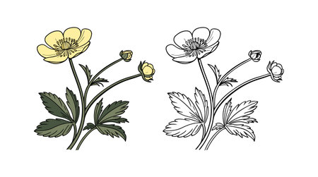 Beautiful Cuban Buttercup Flower Illustration for Home Decorのイラスト素材