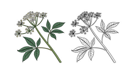 Charming Frostweed Flower Colorful Artworkのイラスト素材