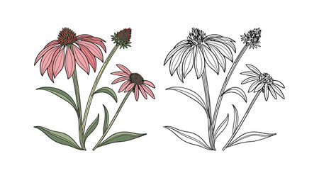 Exquisite Echinacea Flower Detailed Artworkのイラスト素材