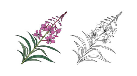 Vibrant Fireweed Flower Art for Nature Loversのイラスト素材