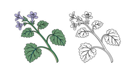 Exquisite Ground Ivy Flower Detailed Artworkのイラスト素材